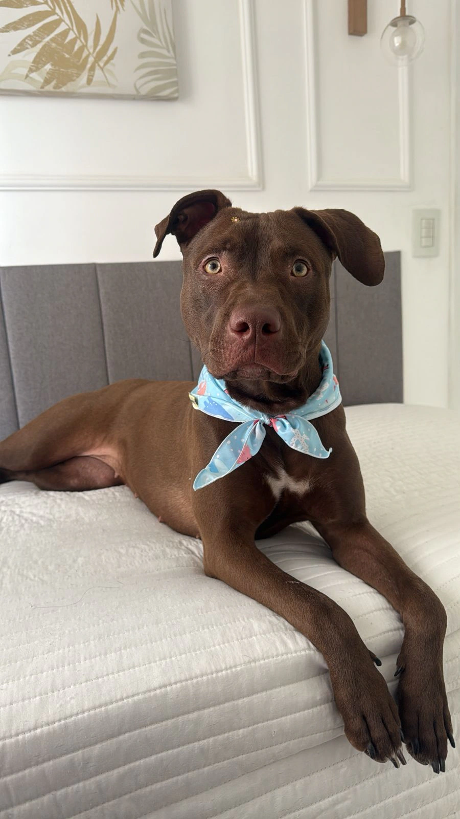 Petshoot