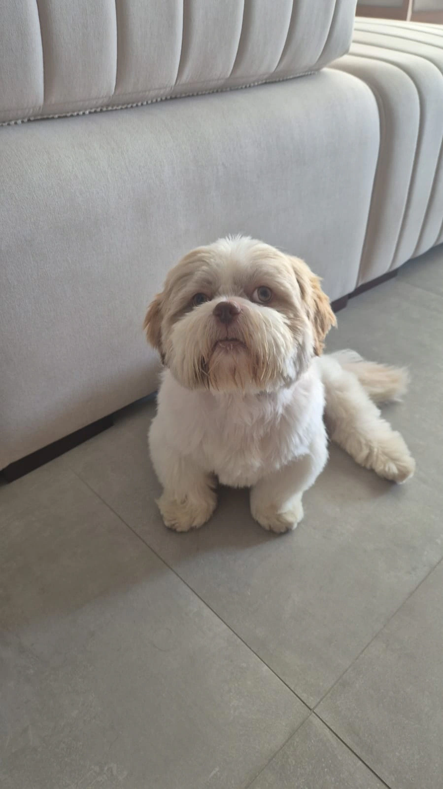 Petshoot