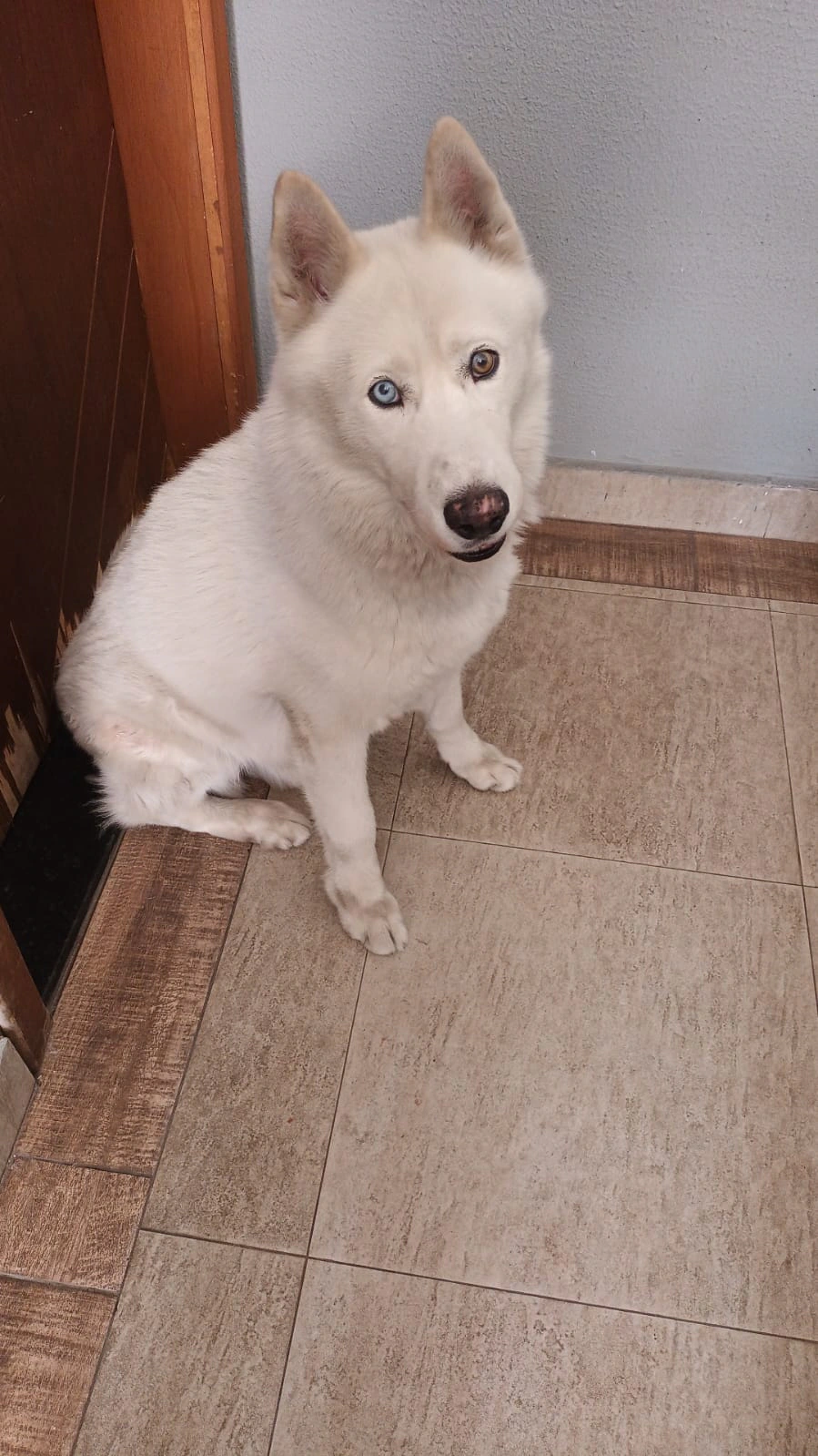 Petshoot